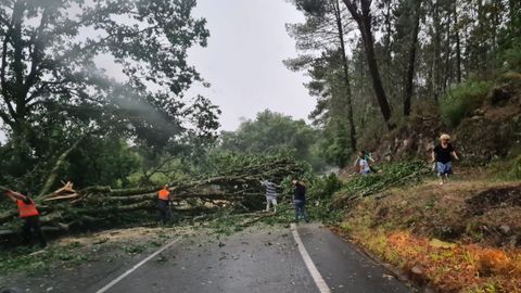 Carretera cortada en Esgos por un rbol cado con la tormenta.