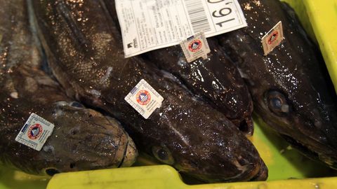 Merluzas frescas de Puerto de Celeiro etiquetadas con el sello de Friend of the Sea, que acredita la sostenibilidad social, económica y medioambiental de la pesquería
