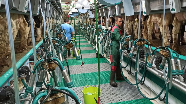 El 70 % de la leche gallega sale de solo una treintena de ayuntamientos