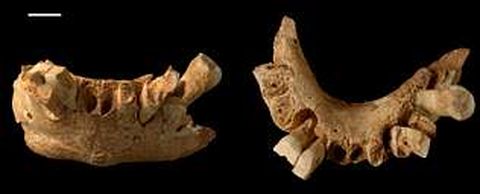 La morfología interna de la mandíbula del fósil de 1,3 millones de años presenta una identidad europea.