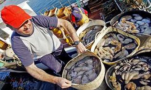 Las descargas de pulpo en Porto do Son se mantienen en los niveles más elevados.