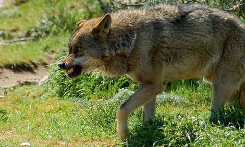 El lobo busca en Galicia hábitats formados por mosaicos vegetales para ocultarse del hombre.