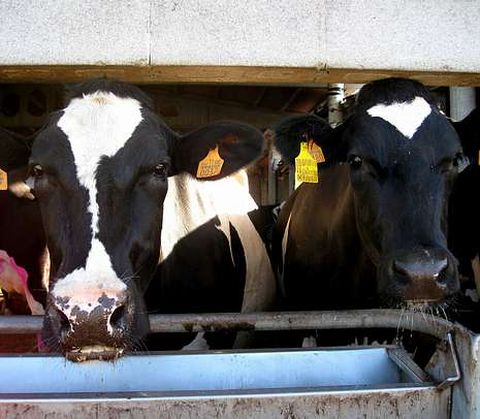 Explotación de vacas lecheras de la comarca de Barbanza.