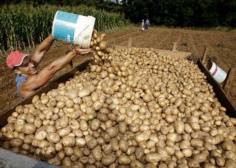 El cultivo de patata ofrece mayores mrgenes de beneficio que otros productos agrarios.