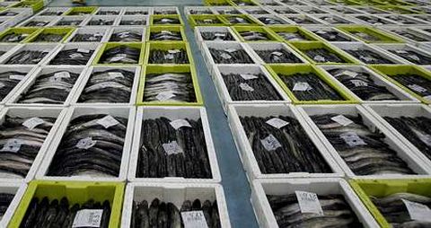 La merluza será una de las especies objetivo del estudio Parasite, pionero en Europa que se coordina desde Vigo.