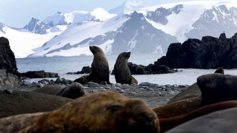 La supervivencia de la fauna en el «continente helado», que posee la mayor reserva de agua dulce de la Tierra y el 90 por ciento de todo el hielo del planeta, se ve amenazada por el cambio climático, especialmente en la llamada «Antártica marítima»