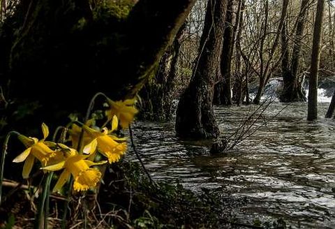 Los llamativos narcisos acampanados se ven con frecuencia al borde del río.