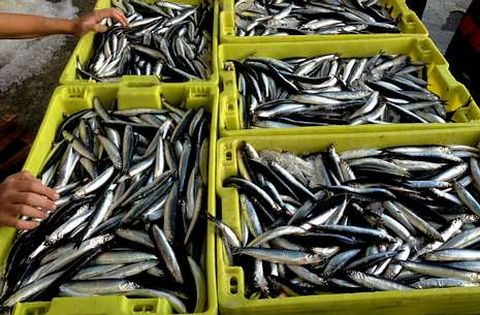 Fuentes del sector aseguran que abunda la anchoa, aunque los ejemplares son pequeños
