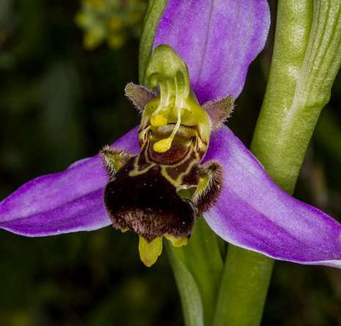 <span lang= es-es >4. Orquídeas</span>. En la zona hay decenas de especies.