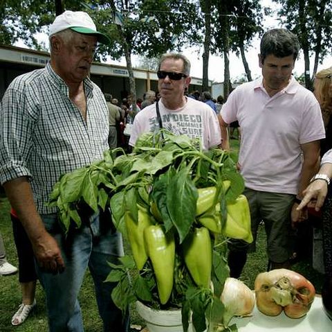 Se podrán degustar pimientos de forma gratuita.