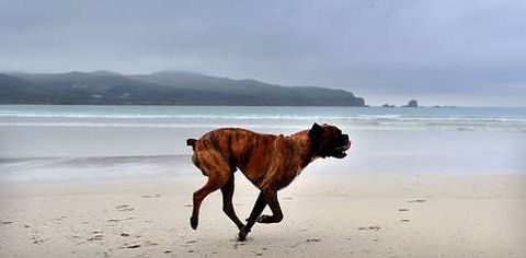 Perro corriendo por la playa de Santa Comba, en una foto de archivo.