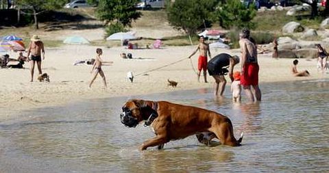 Hasta la playa canina de O Espiño (San Vicente) llegaron ayer bañistas y mascotas procedentes de toda Galicia.
