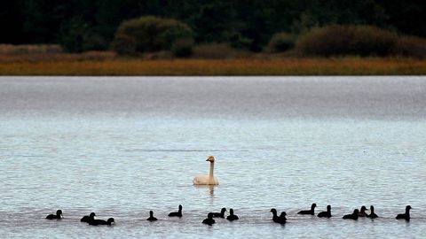 Protegida por distintas figuras mediombientales, la laguna litoral de A Frouxeira (Valdovio), es un humedal de gran valor ornitolgico