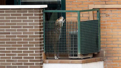 Excalibur, el perro de Teresa Romero, fue sacrificado para evitar posibles riesgos