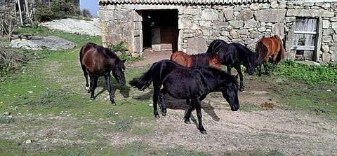 Los cinco caballos, trotando por el lugar en el que se encuentra la aldea de la isla de Sálvora