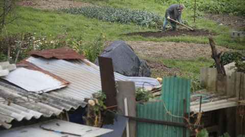 Feísmo en un huerto urbano en A Coruña.
