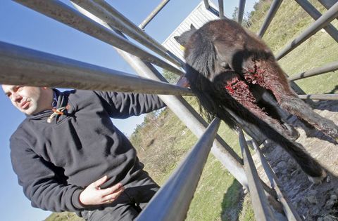 <span lang= es-es >Último episodio</span>. Un potro de los comuneros de Baroña fue atacado en la madrugada de ayer en las patas traseras, pero logró huir por el monte después de romper un cierre de madera.