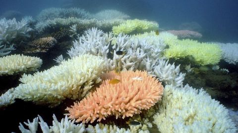 Fotografía de archivo facilitada por el Instituto Australiano de Ciencia Marina que muestra un arrecife de coral en el Parque Marino de la Gran Barrera de Coral en Queensland (Australia)