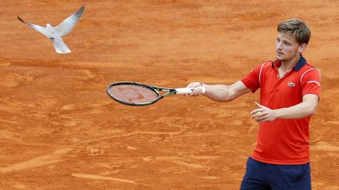 El tenista belga David Goffin mira una trtola durante durante el partido en el Masters Series de Montecarlo. 