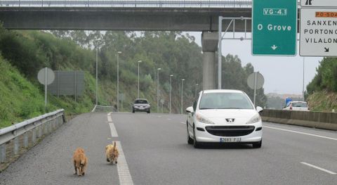 Los perros acceden a la autovía a través de los enlaces o los agujeros en el vallado.