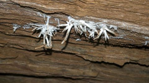 En la llamada Sala da Ilusión se encuentran las únicas estalactitas -de muy pequeño tamaño- que pueden verse en el interior de la caverna