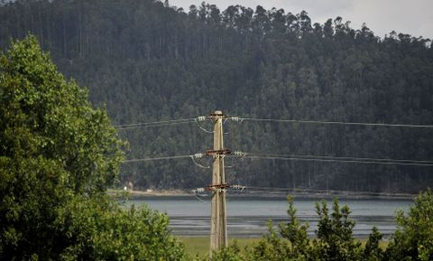 Las plantaciones de eucalipto tienen un gran peso económico en la comarca de Ortegal.