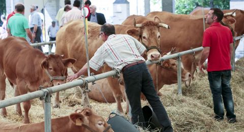 La exposición de ganado tuvo lugar en el recinto ferial y en carpas.