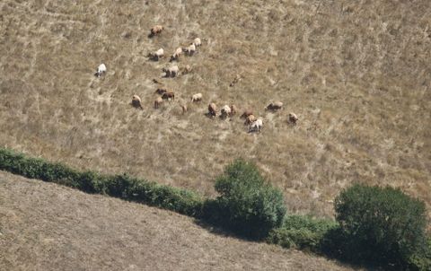 <span lang= es-es >El ganado se está quedando sin pasto en toda la provincia debido a la sequía. Esta foto fue tomada ayer en las cercanías de Paradavella, en A Fonsagrada. </span>