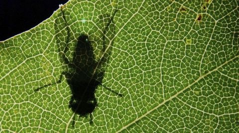 La sombra de una mosca se proyecta en una hoja al amanecer