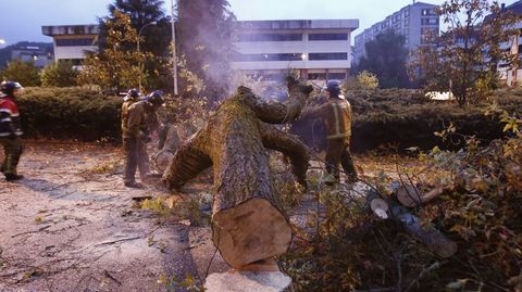 Los bomberos retiran un árbol caído por el viento en Ourense.