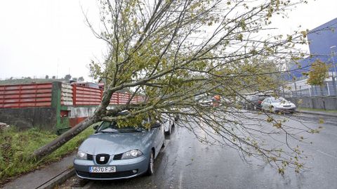 Un coche afectadopor la caída de un árbol en Pontevedra.