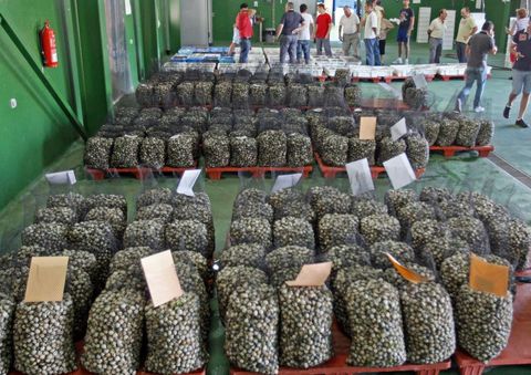 El berberecho fue la sorpresa comercial del 2013, pero desapareció por la plaga de marteilia.
