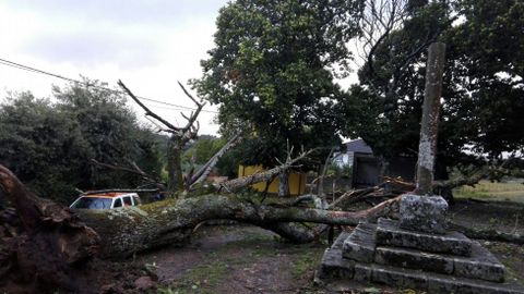 Árbol derribado por el viento en Lalín.