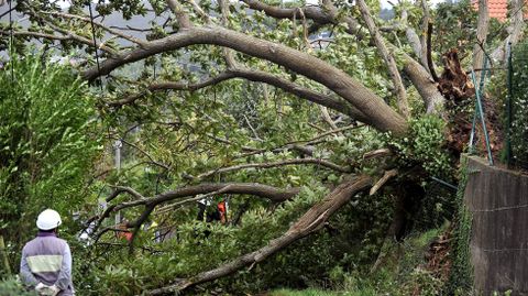 En Pantín, el fuerte viento tumbó este árbol.