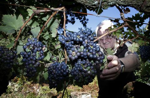 El bodeguero Antonio Saborido prevé producir más de tres mil litros de vino tinto.