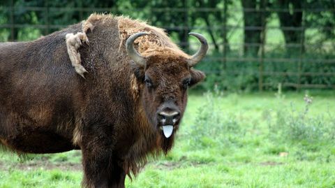 Un bisonte europeo en parque de Bialowieza (Polonia). Ganaderos andaluces han traído ejemplares para reintroducirlo en España