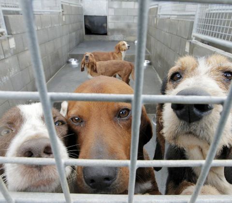 El Refuxio de Animais se encuentra saturado.