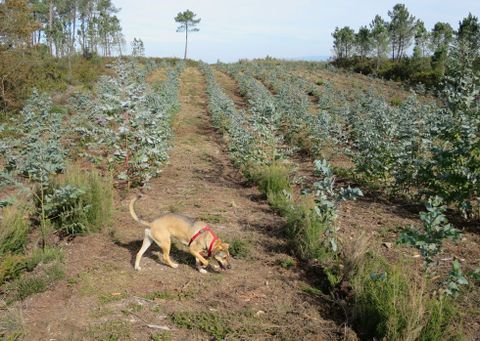 Nueva plantación de eucaliptos en el Monte da Serra, en Chantada.