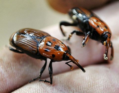 «Rhynchophorus ferrugineus».