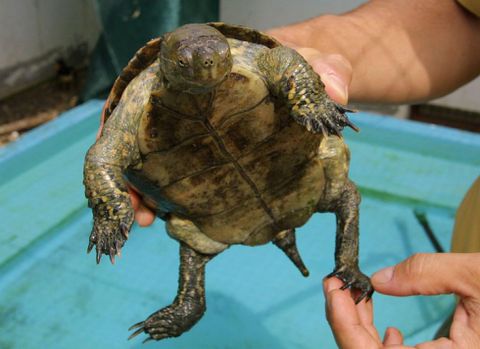 Un técnico del centro de recuperación muestra una tortuga.