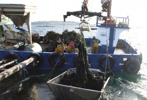 Un barco semejante a los empleados en las bateas se emplearía en la mejillonera prevista en Luarca.
