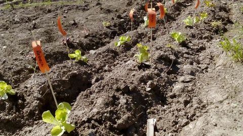 Huerta de Almáciga. Plantación hecha por niños