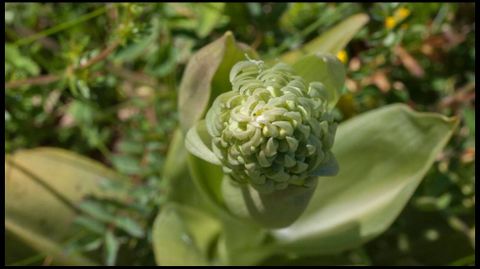 Flor de Himantoglossum hircinum