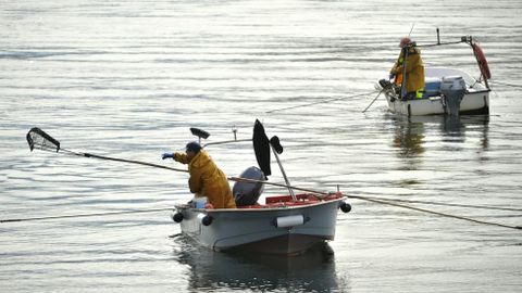 Mariscadores a flote en el banco de As Pías