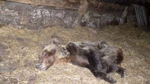 Osa rescatada en Belmonte, que falleció días después, y que fue un caso sospechoso de envenenamiento.Osa rescatada en Belmonte, que falleció días después, y que fue un caso sospechoso de envenenamiento