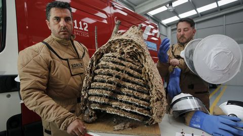 Dos miembros de Protección Civil de Cambre con un nido de velutina