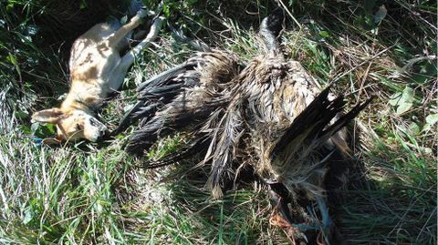Los cadáveres de un perro y un buitre aparecen colgados de un árbol en Lena.Los cadáveres de un perro y un buitre aparecen colgados de un árbol en Lena