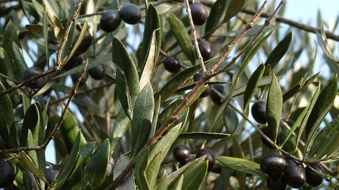 Aceitunas en uno de los numerosos olivos que crecen en la aldea y sus alrededores