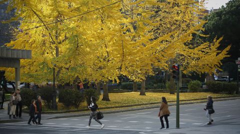 otoño. bosque de ginkgo en cuatro caminos