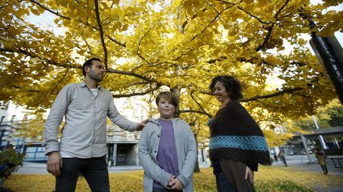 Otoño. bosque de ginkgo en Cuatro Caminos